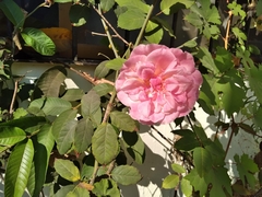Rosa