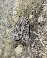 Acronicta hamamelis