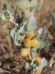 Atriplex holocarpa