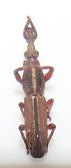 Rhinopteryx
