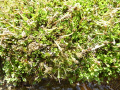 Ranunculus cheesemanii