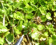 Ranunculus cheesemanii