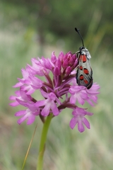 Zygaena rhadamanthus