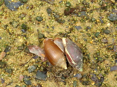 Ellobium aurismidae image