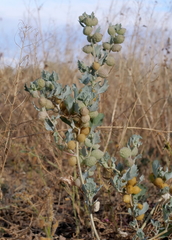 Atriplex holocarpa