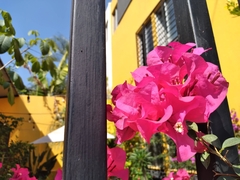 Bougainvillea