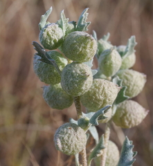 Atriplex holocarpa
