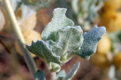 Atriplex holocarpa