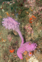 Halisarca australiensis