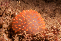 Polycitor giganteus