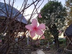Hibiscus