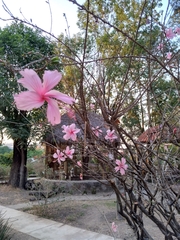 Hibiscus