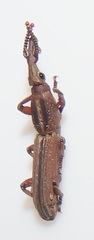 Rhinopteryx
