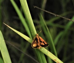 Ampittia dioscorides camertes