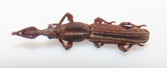 Rhinopteryx