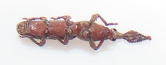 Rhinopteryx