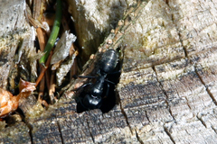 Camponotus herculeanus
