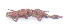 Rhinopteryx