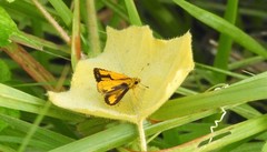 Ampittia dioscorides camertes