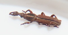Rhinopteryx