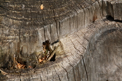 Camponotus herculeanus