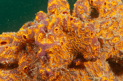 Botrylloides leachii