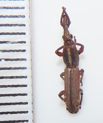 Rhinopteryx