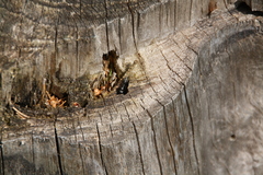 Camponotus herculeanus