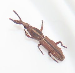 Rhinopteryx