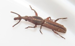 Rhinopteryx