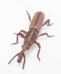 Rhinopteryx