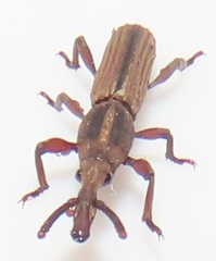 Rhinopteryx