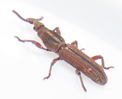Rhinopteryx