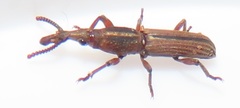 Rhinopteryx