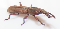 Rhinopteryx