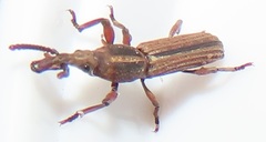 Rhinopteryx