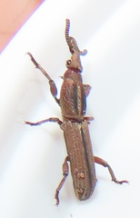 Rhinopteryx