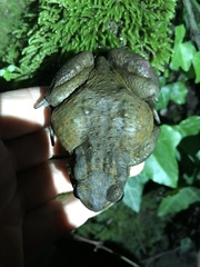 Bufo verrucosissimus