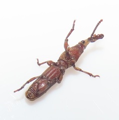 Rhinopteryx