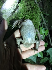Bufo verrucosissimus