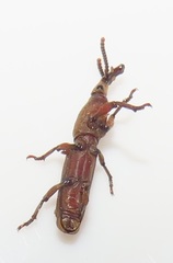 Rhinopteryx