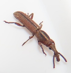 Rhinopteryx