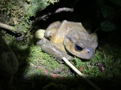 Bufo verrucosissimus