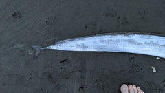 Lepidopus caudatus