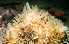 Polymastia penicillus