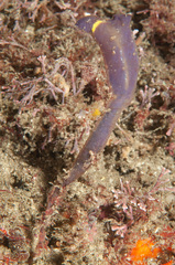 Clavelina meridionalis