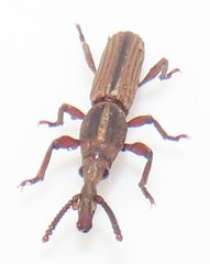 Rhinopteryx