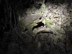 Bufo verrucosissimus