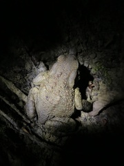Bufo verrucosissimus