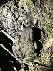 Bufo verrucosissimus